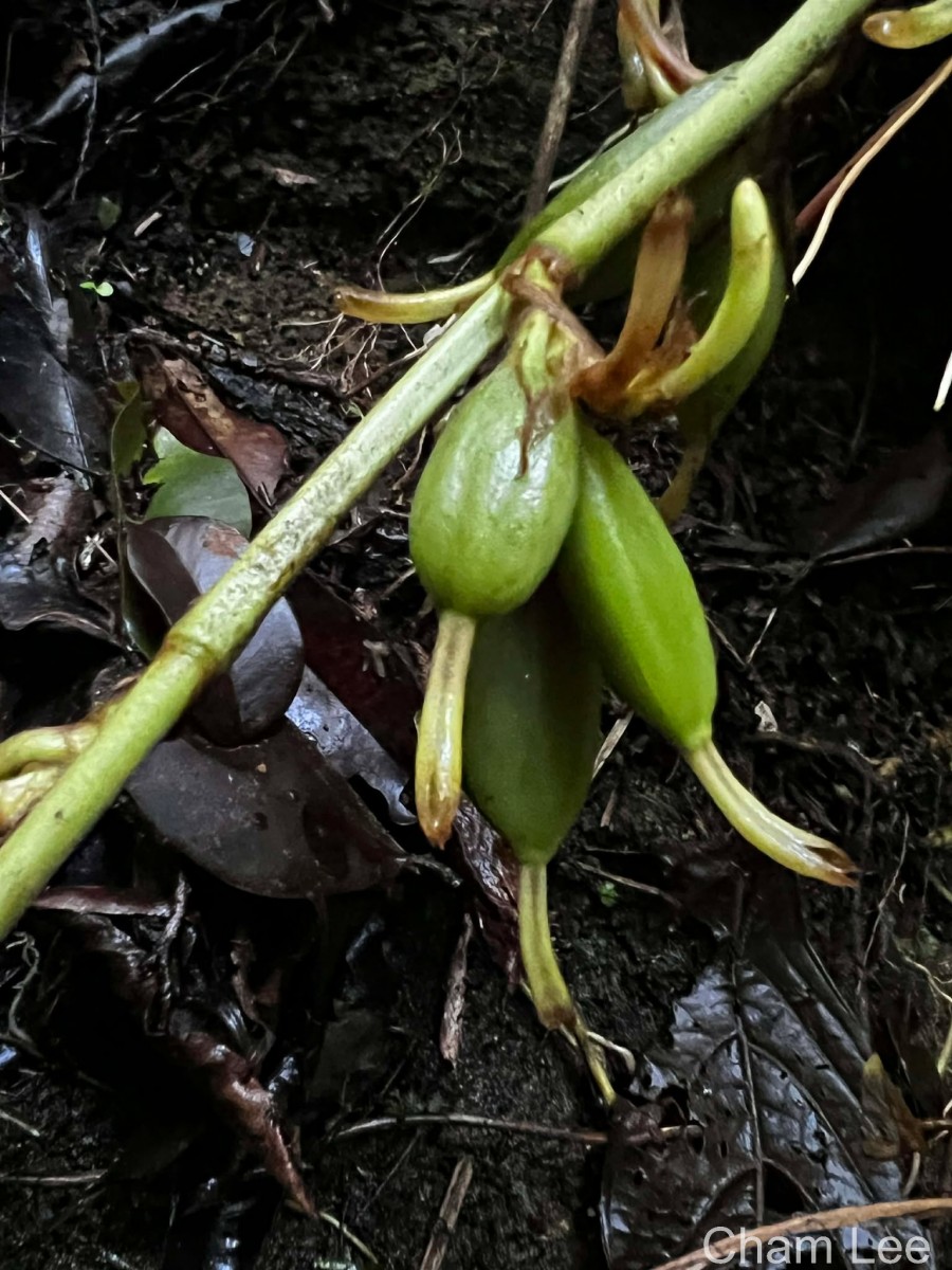 Elettaria ensal (Gaertn.) Abeyw.